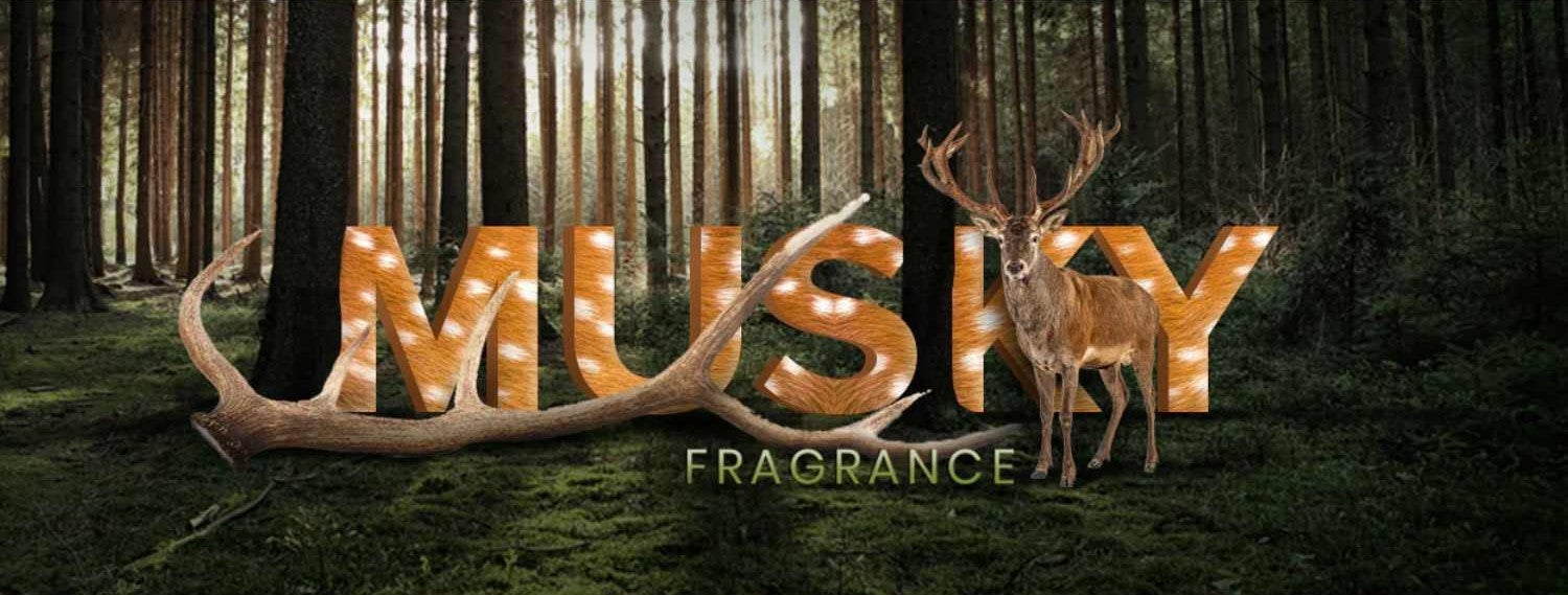 All about Musky fragrance notes and how to select the right perfume wi